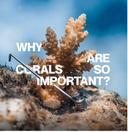 Why reefs and corals are so important?